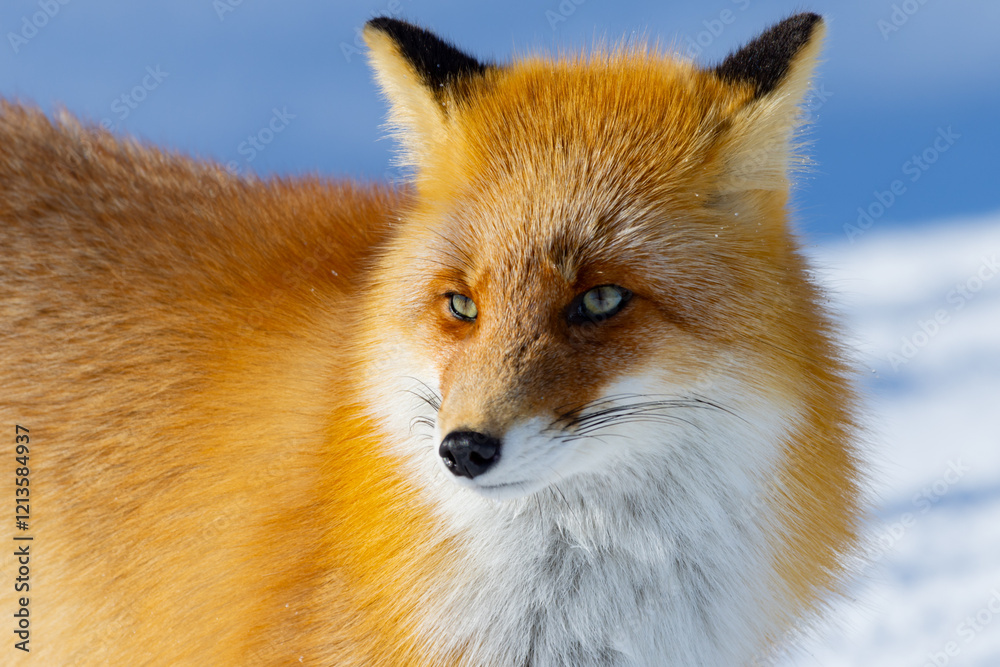 Fototapeta premium 北海道キタキツネ06