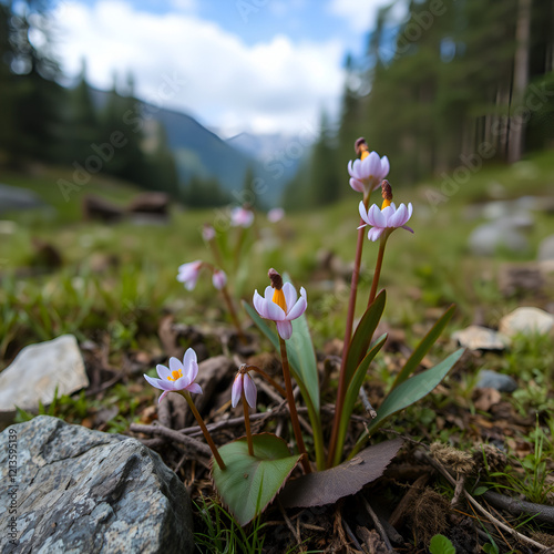 Russia. The Kuznetsk Alatau, the riverhead of the river Tom. Erythronium sibiricum photo