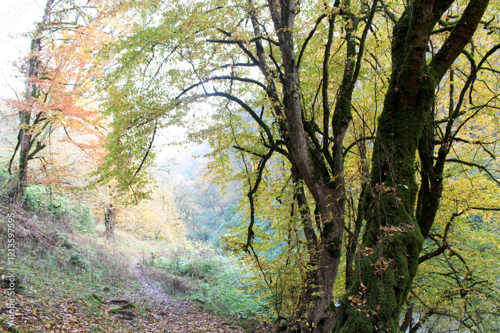 Obraz premium Beautiful natural view from the forest in summer. Azerbaijani forests.