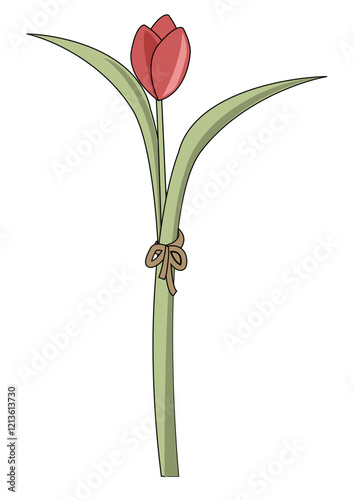 tied red tulip