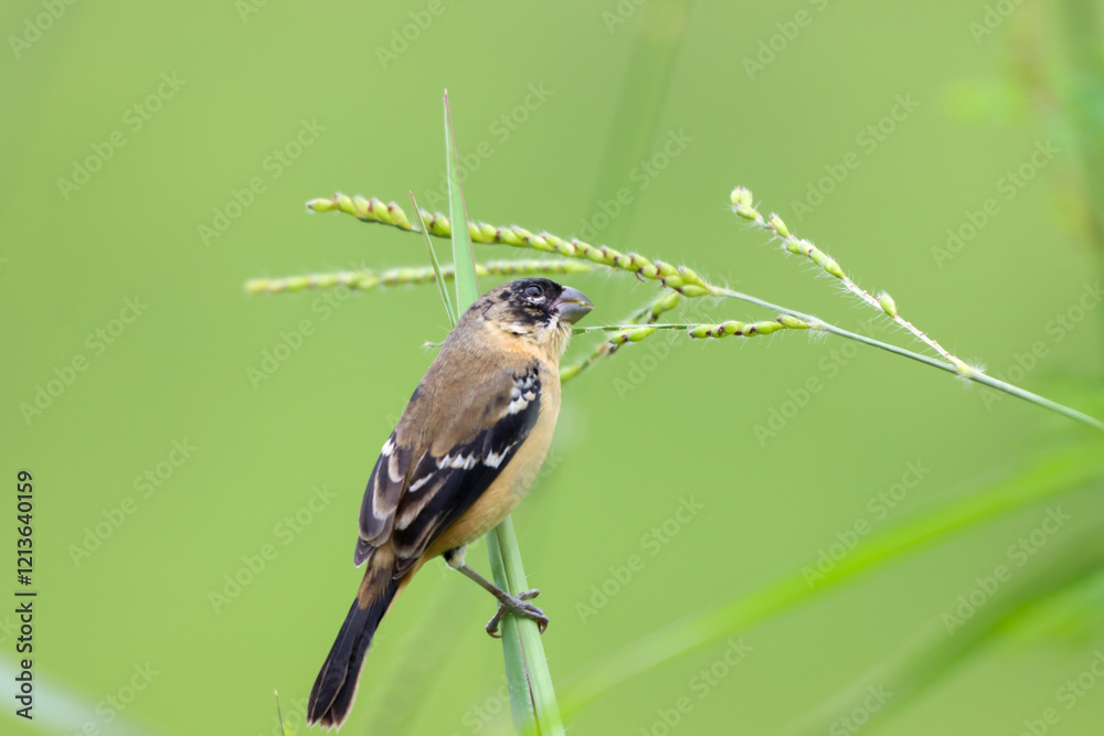 Obraz premium Brown bird