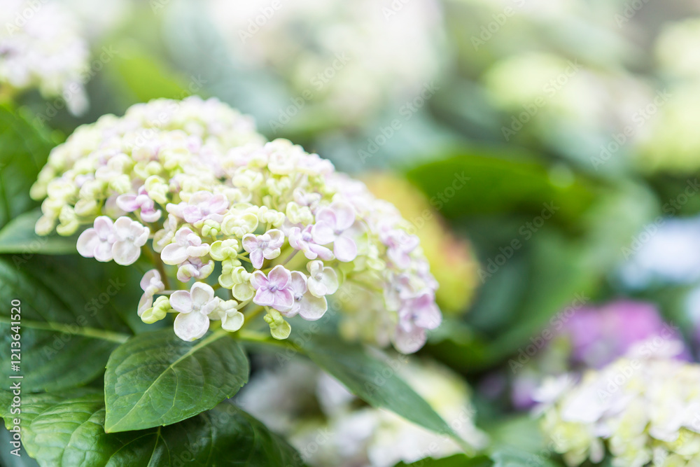Hydrangea flower over blurred garden background, spring season, nature concept background Hydrangea flower over blurred garden background, spring season, nature concept background