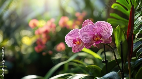 Two Pink Orchids Bloom in Sunlight