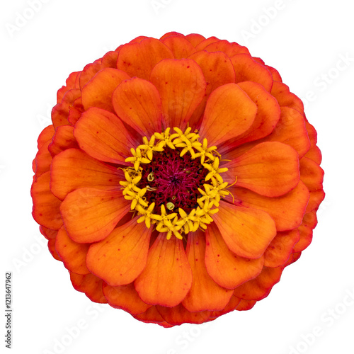 Top view of isolated orange red zinnia flower cut out on white background for summer season and graphic design concept