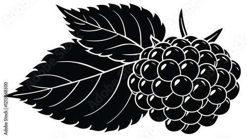 Boysenberries  on white background. vector Illustration.