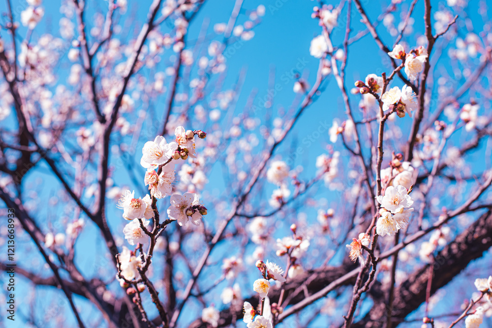 梅の花