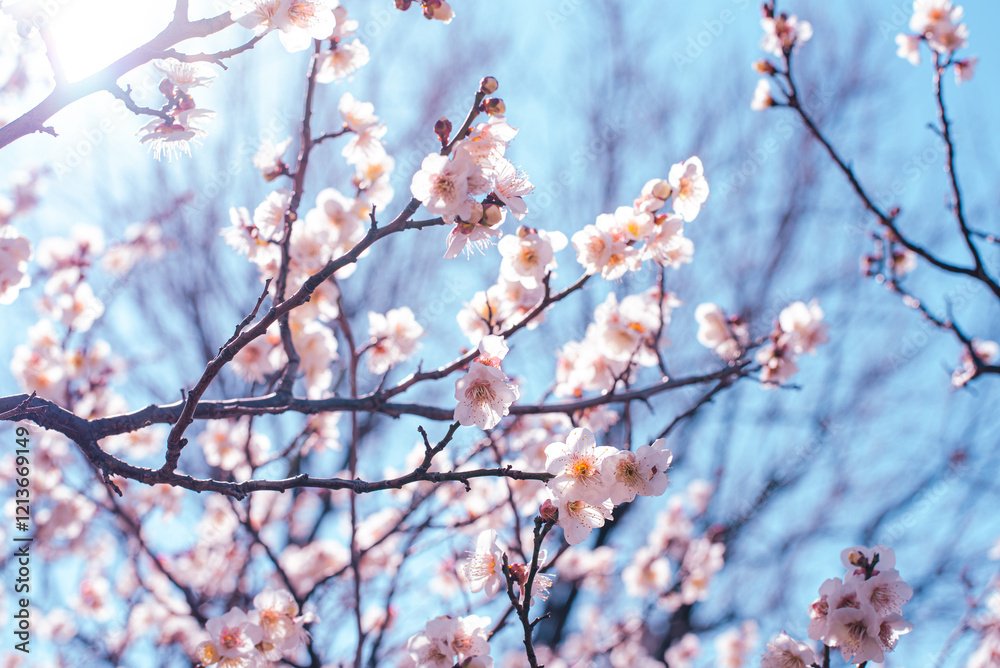 梅の花 梅の花