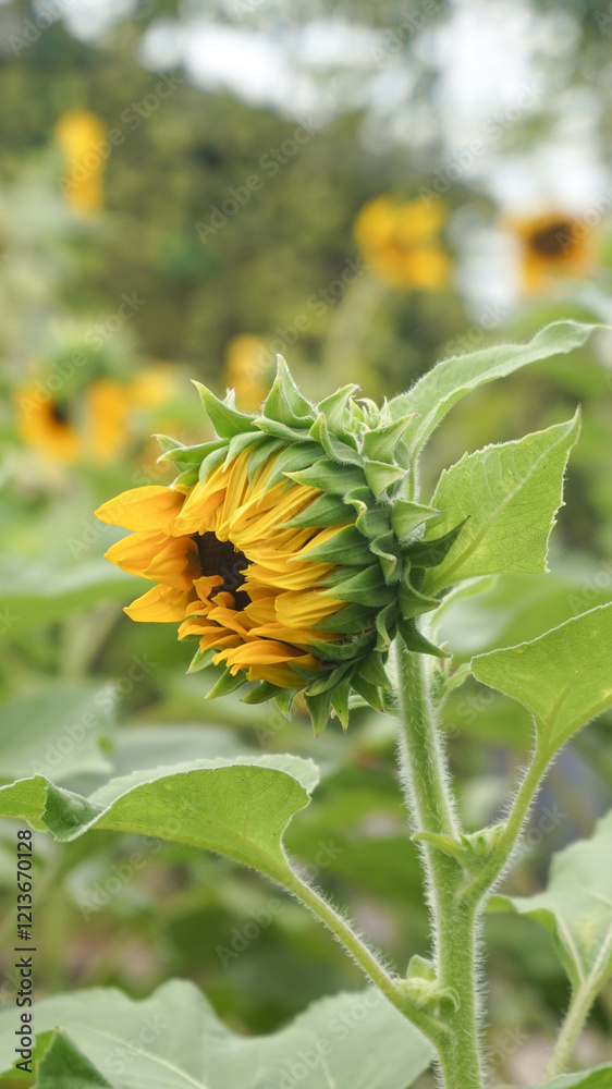 beautiful sunflowers are blooming in the fields beautiful sunflowers are blooming in the fields