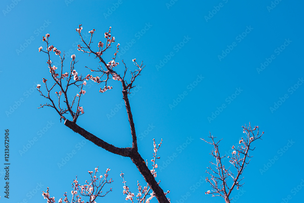 梅の花 梅の花