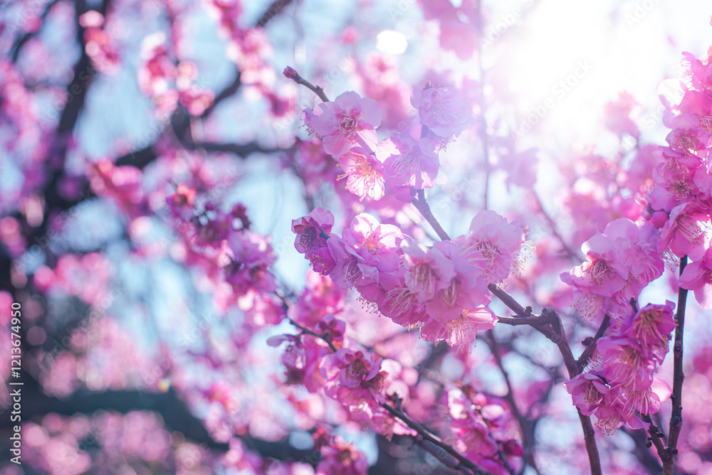 Obraz premium 梅の花