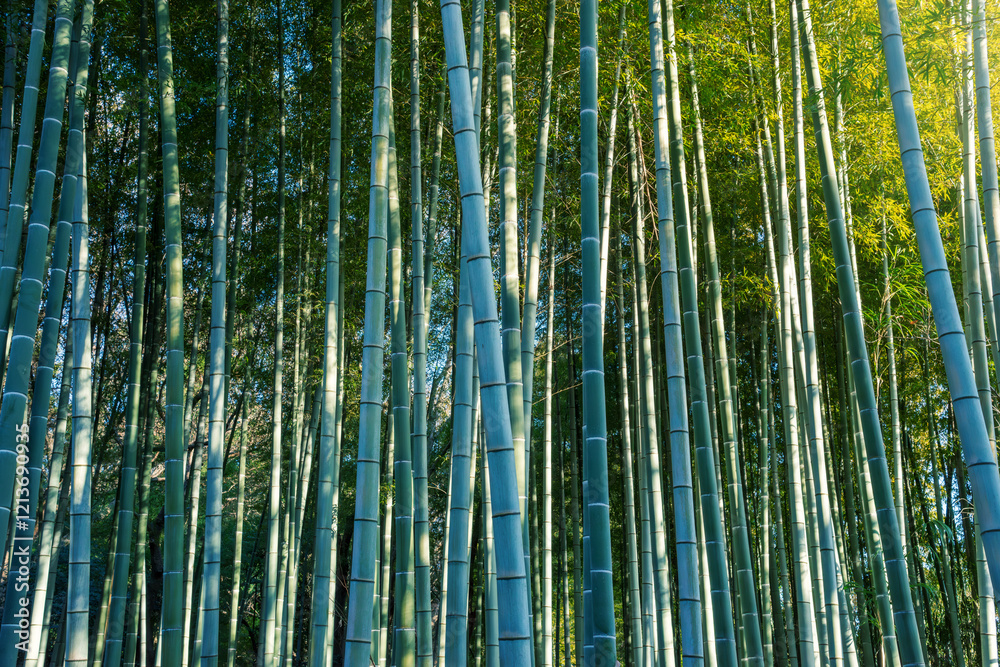 Fototapeta premium 竹林を見上げる、日本の竹林