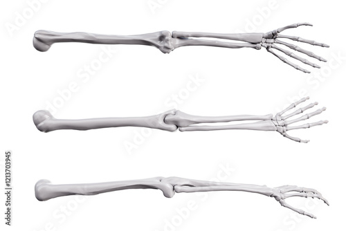 human skeleton arm bones with different angle isolated on white background. Bones of the human hand. Skeletal system of upper arm bones. Human skeleton render of arm, shoulder, wrist. 3D Illustration