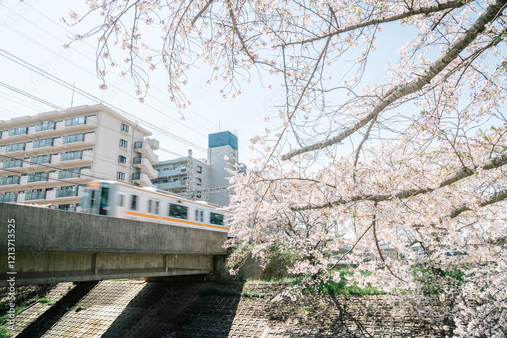 Background of cherry blossoms and a moving train in spring in Japan Background of cherry blossoms and a moving train in spring in Japan
