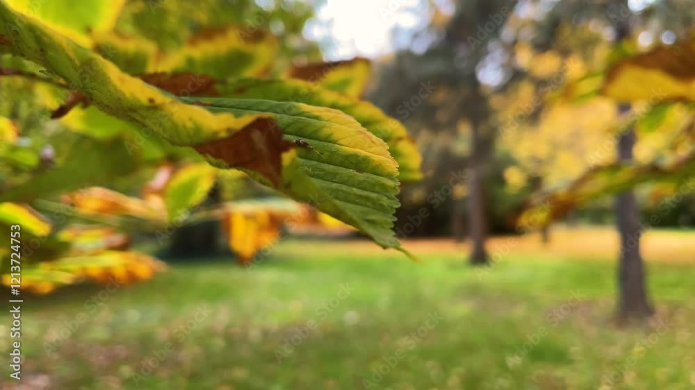 It focuses on a leaf of a tree that changes tone and in turn, focuses on the environment, composed of trees that are losing their leaves on a green ground, a building appears, it is autumn time