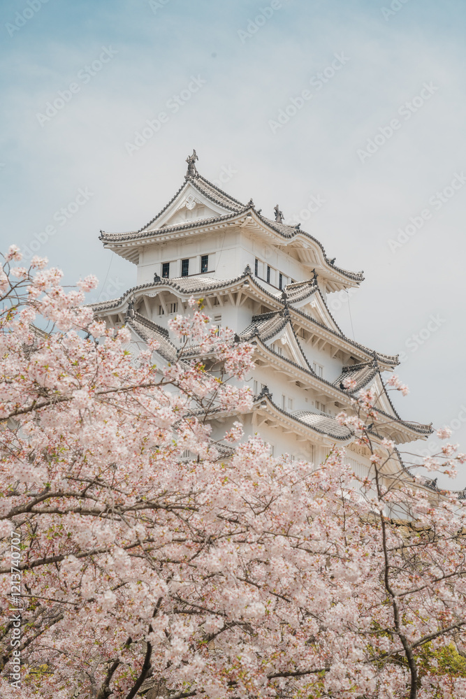 Japanese castle Himeji Castle and cherry blossoms in spring background Japanese castle Himeji Castle and cherry blossoms in spring background