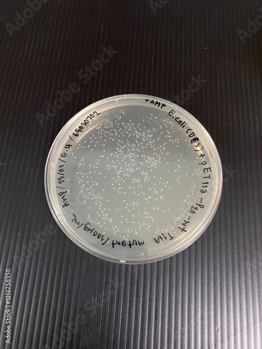 Petri dish with white colonies, petri plate, plate with culture medium, culture medium.