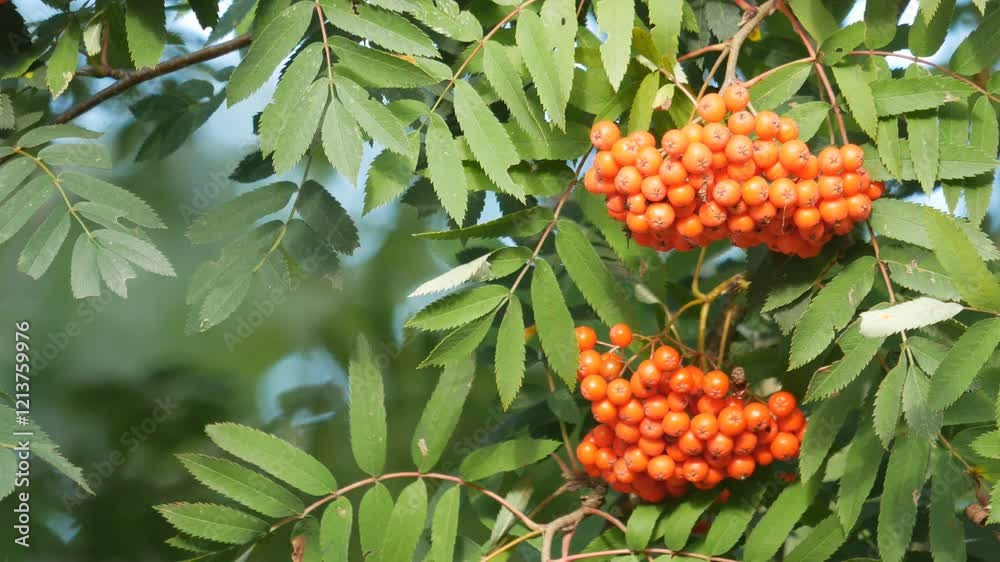 Beautiful closeup view of ashberry tree. Orange ripe berries harvest. Rowan summer plant with clusters of juicy red rowanberries, pinnate ornamental leaves. Afternoon, sunny windy day. 4K UHD 2160p Beautiful closeup view of ashberry tree. Orange ripe berries harvest. Rowan summer plant with clusters of juicy red rowanberries, pinnate ornamental leaves. Afternoon, sunny windy day. 4K UHD 2160p