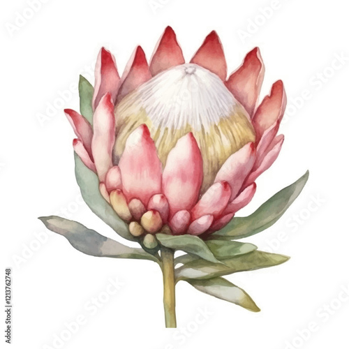 watercolor Protea flower isolated white background