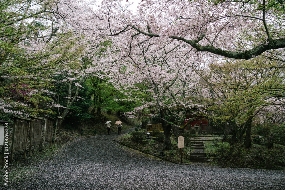 Cherry blossom background on the streets of Japan in spring Cherry blossom background on the streets of Japan in spring