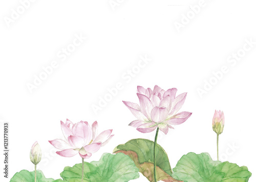 Fototapeta Naklejka Na Ścianę i Meble -  水彩で描いた白背景に蓮の花のイラスト素材 透過背景 コピースペース
