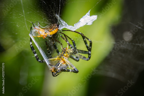 A large dome web spider hurriedly wraps a wasp in its sticky web using its spinneret to produce lots of new web for the wrapping process in Arundel wetlands on the Gold Coast in Queensland, Australia. photo