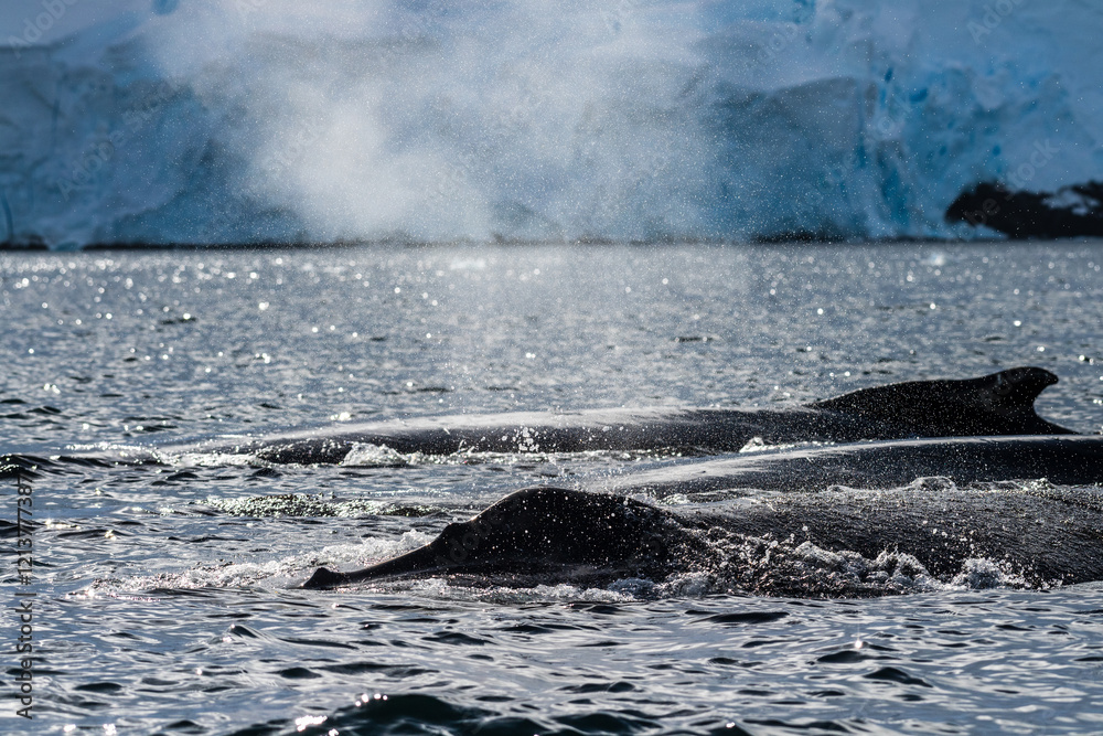 Obraz premium Close-up of the back of a diving humpback whale -Megaptera novaeangliae- including the dorsal fin and blow hole. Image taken in the Graham passage, near trinity island, in the Antarctic peninsula.