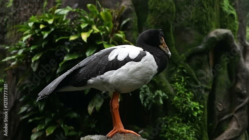 a magpie goose with orange legs standing on a rock