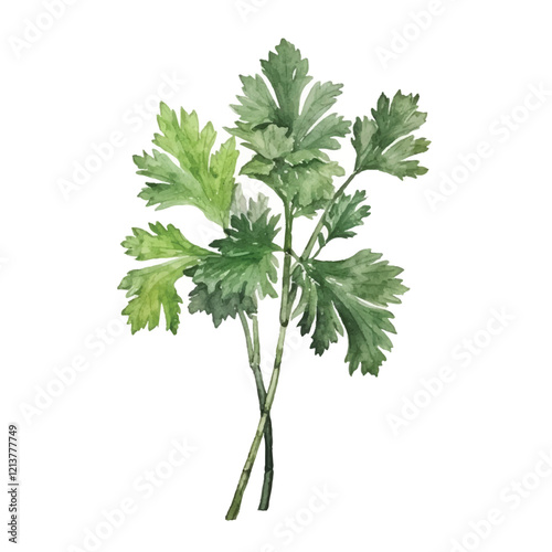 watercolor Parsley isolated white background