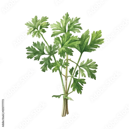 watercolor Parsley isolated white background