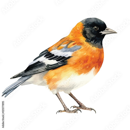 watercolor Oriole isolated white background