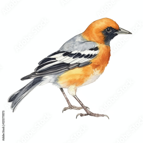 watercolor Oriole isolated white background