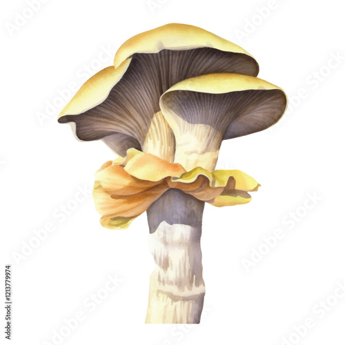 watercolor Oyster mushroom isolated white background