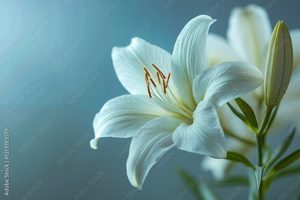Naklejka premium A close up of a white lily on a blue background