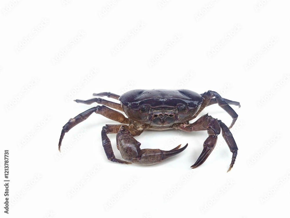 Purple freshwater river crab isolated on white background Purple freshwater river crab isolated on white background