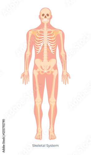 Detailed illustration of the human skeletal system showcasing bones and structure in full body view