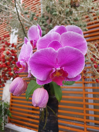 The red moon orchid (phalaenopsis amabilis) is beautiful and liked by many people.