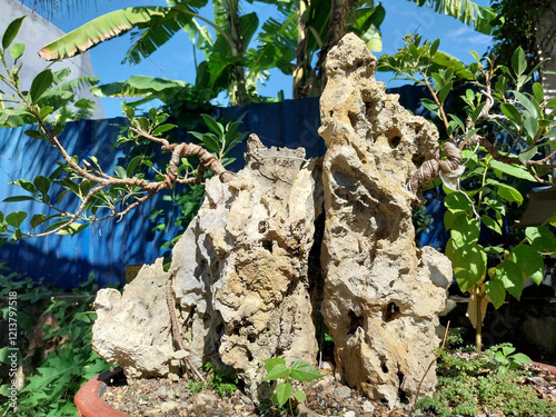 Bonsai has become part of a lifestyle for plant lovers, especially bonsai lovers.