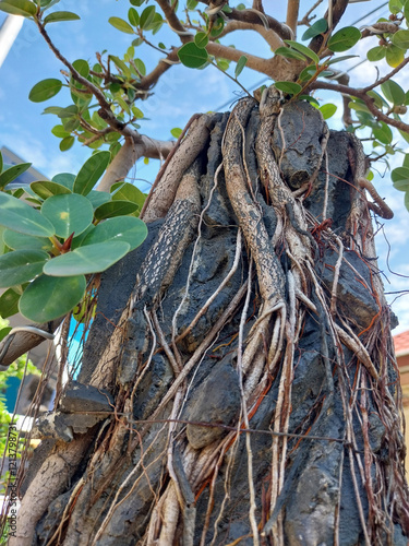 Bonsai has become part of a lifestyle for plant lovers, especially bonsai lovers.