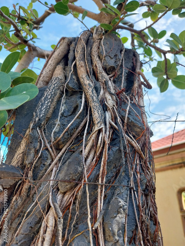 Bonsai has become part of a lifestyle for plant lovers, especially bonsai lovers.