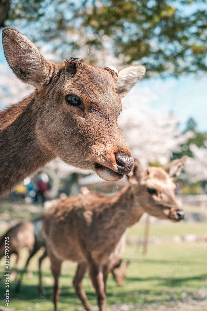 Deer in Nara Park, Japan during cherry blossom season in spring Deer in Nara Park, Japan during cherry blossom season in spring