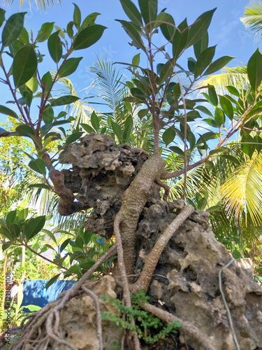 Bonsai has become part of a lifestyle for plant lovers, especially bonsai lovers.