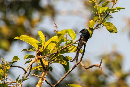 bronzed drongo or Dicrurus aeneus at Dehing Patkai in Assam, India