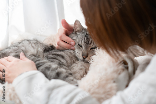 可愛い猫を撫でる人　サバトラ猫