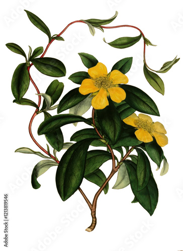 Hand drawn plants and flowers transparent background