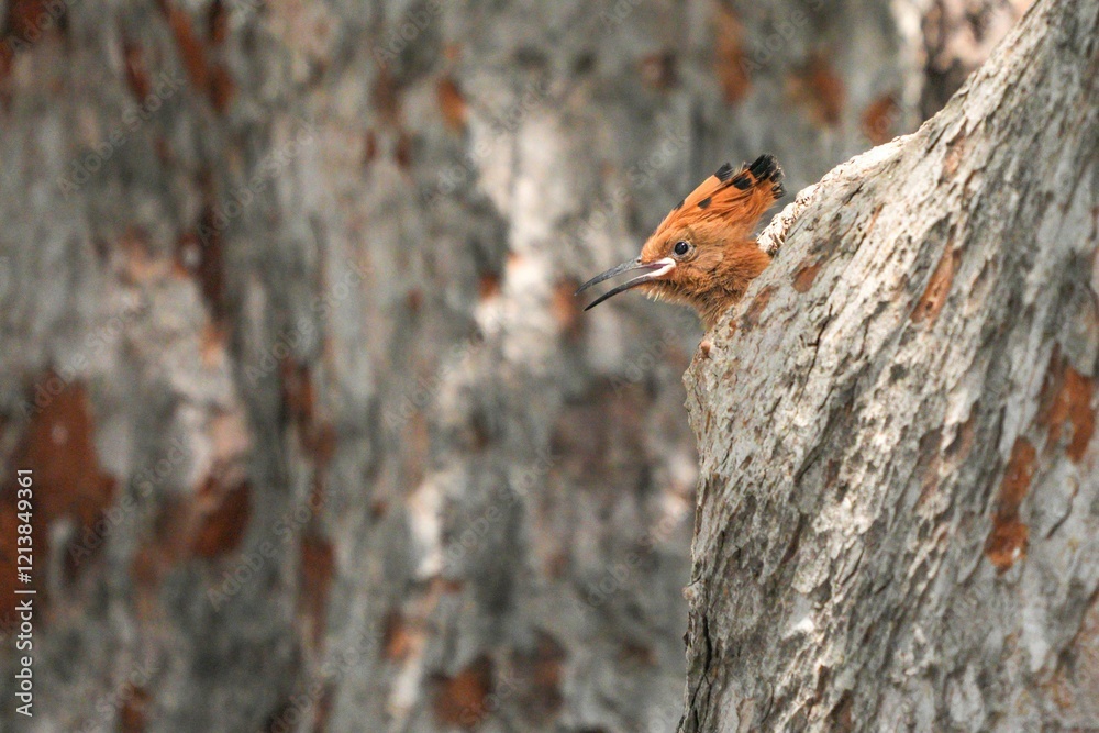 Woodpeckers live naturally in Thailand. Woodpeckers live naturally in Thailand.