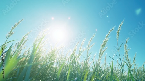 A crisp 4K photo of a clear blue sky with no clouds, featuring the sun's light scattering softly and creating a natural brightness.