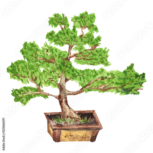 Watercolor bonsai. Realistic small tree in tradishion ceramic pot. Botanical hand drawn illustration on transparent. photo