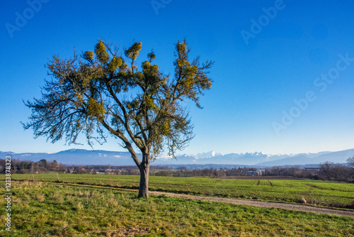 L’Arbre et le Gui Symbiose Poétique photo