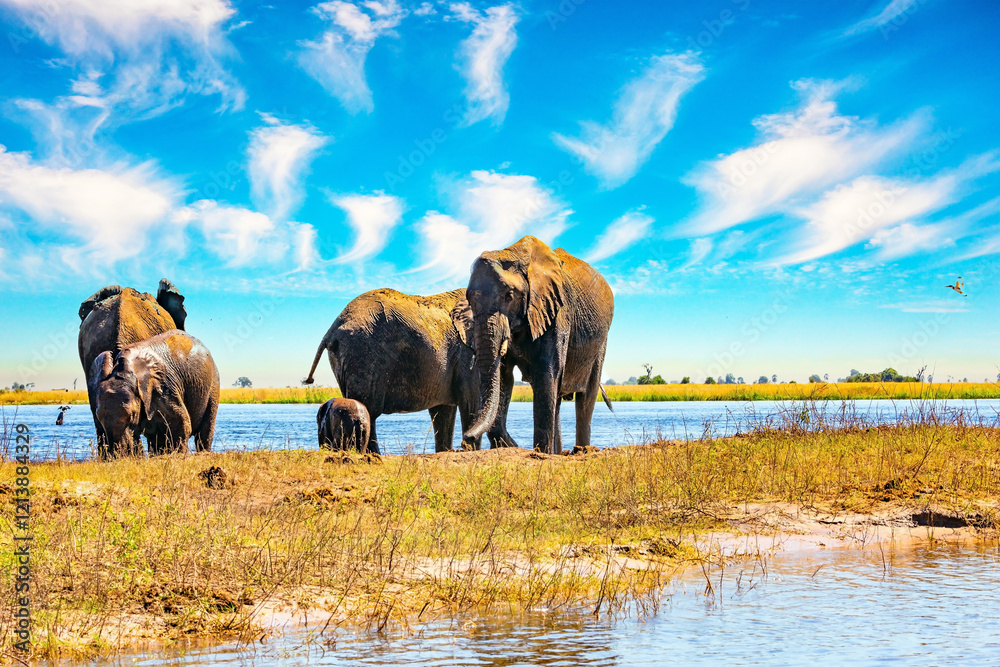 Fototapeta premium The elephants gather on the Chobe River.