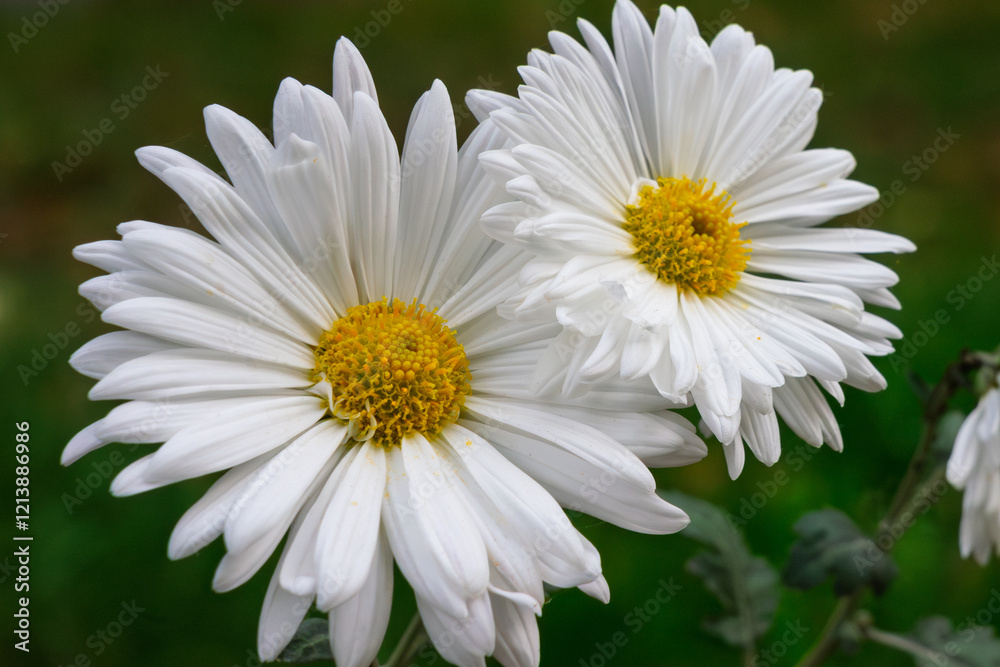 Fototapeta premium White daisies bloom in a vibrant garden during springtime sunlight